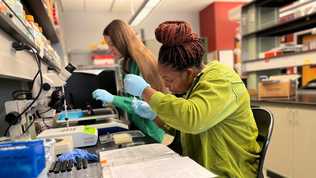 Get real-world experience while in school! Biology majors wearing protective gloves use pipettes to put samples in viles.