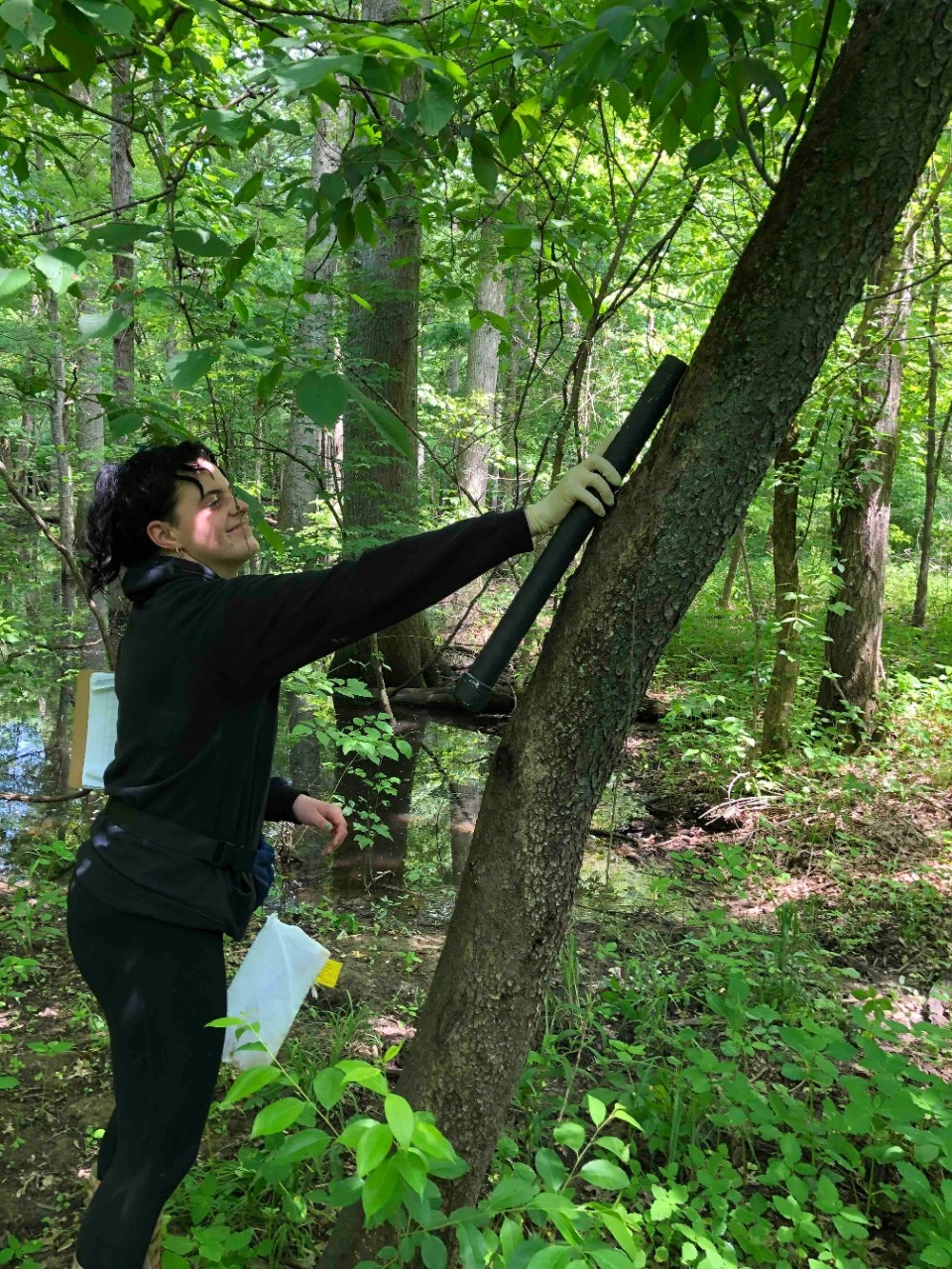 Treefrog sampling Student working outdoors