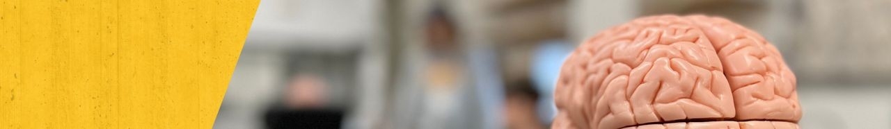 Decorative photo of a brain model with out-of-focus students in the background.